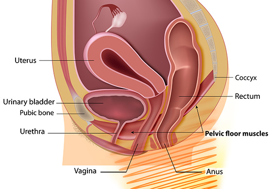 Pelvic Cut-Away Diagram Illustrating Penetration of Photons